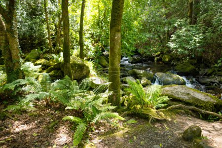 Foto de Bosque húmedo denso cerca de la cascada Torc, una de las atracciones turísticas más populares de Irlanda, ubicada en el bosque del Parque Nacional Killarney. Punto de parada de la ruta turística Ring of Kerry, Irlanda. - Imagen libre de derechos