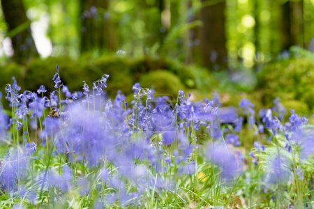 Photo for Bluebell flowers blossoming in a woodland in Ireland. Hyacinthoides non-scripta in full bloom in Irish forest. Beauty in nature. - Royalty Free Image