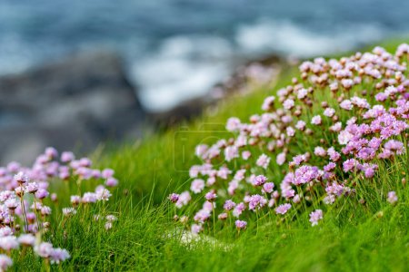 Pink thrift flowers blossoming on rough and rocky shore along famous Ring of Kerry route. Rugged coast of on Iveragh Peninsula, County Kerry, Ireland.