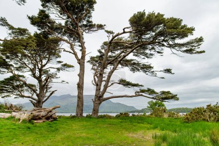 Large pine trees on a banks of Muckross Lake, also called Middle Lake or The Torc, located in Killarney National Park, County Kerry, Ireland