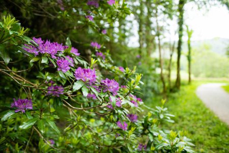 Téléchargez les photos : Des arbustes d'azalée pourpre fleurissent sur les rives du lac Muckross, également appelé Middle Lake ou The Torc, situé dans le parc national de Killarney, comté de Kerry, Irlande. - en image libre de droit