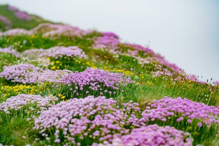 Photo for Pink thrift flowers blossoming on the famous Cliffs of Moher, one of the most popular tourist destinations in Ireland. Foggy view of widely known attraction on Wild Atlantic Way in County Clare. - Royalty Free Image