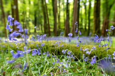Blauglockenblumen blühen in einem Waldstück in Irland. Hyacinthoides non-scripta in voller Blüte in irischen Wäldern. Schönheit in der Natur.