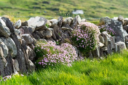 Famous Irish dry-stone wall, built with a variety of stones to separate and protect crop fields as well as create separated fields for livestock grazing.