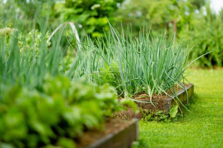 Foto de Cultivando cebollas en temporada de verano. Cultivar hierbas y verduras propias en una granja. Jardinería y estilo de vida de autosuficiencia. - Imagen libre de derechos