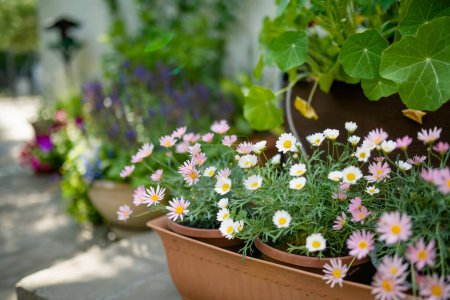 Photo for Beautiful pink and white Pyrethrum daisy flowers blossoming a flower pot under the sunlight. Beauty in nature. - Royalty Free Image