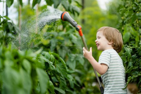 Photo for Cute little boy watering bell peppers in the greenhouse at summer day. Child using garden hose to water vegetables. Kid helping with everyday chores. Mommy's little helper. - Royalty Free Image