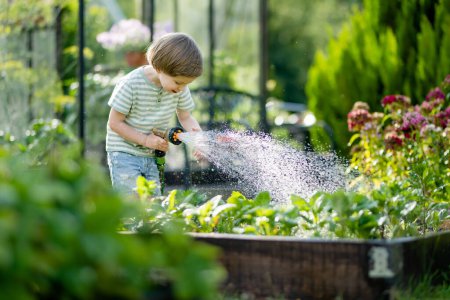 Téléchargez les photos : Mignon petit garçon arrosant les parterres de fleurs dans le jardin le jour d'été. Enfant utilisant un tuyau d'arrosage pour arroser les légumes. Un gamin qui aide dans les tâches quotidiennes. La petite assistante de maman. - en image libre de droit