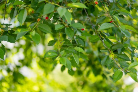 Photo for Ripening cherry fruits hanging on a cherry tree branch. Harvesting berries in cherry orchard on sunny summer rain. - Royalty Free Image