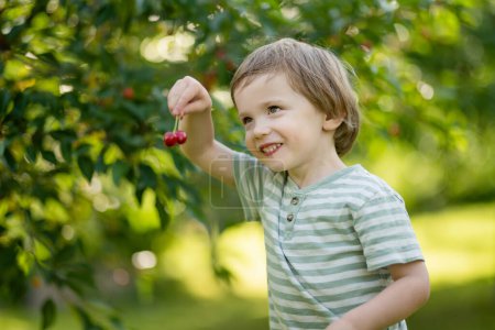 Foto de Lindo niño comiendo cerezas orgánicas frescas recién cosechadas del árbol en el soleado día de verano. Chico divirtiéndose en un huerto de cerezos al aire libre. - Imagen libre de derechos