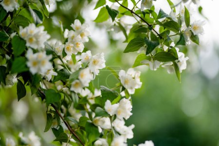 Blooming jasmine shrub on summer day. Blossoming Jasmine flowers in spring garden. Beauty in nature.