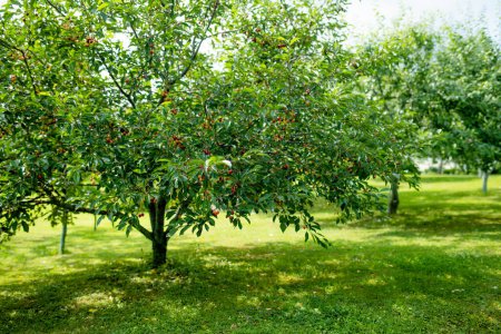Téléchargez les photos : Mûrissement de cerisiers suspendus à une branche de cerisier. Récolte de baies dans un verger de cerisiers sous une pluie estivale ensoleillée. - en image libre de droit
