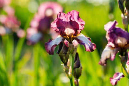 Téléchargez les photos : Fleurs d'iris colorées fleurissant sur un lit de fleurs dans le parc lors d'une soirée d'été ensoleillée. Beauté dans la nature. - en image libre de droit