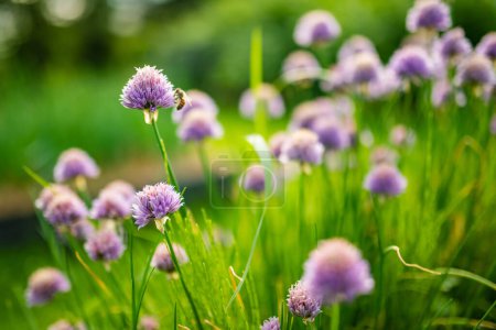 Nahaufnahme von schönen lila Schnittlauch-Blumen, die in einem Garten blühen. Blühender Knoblauch blüht im sanften Abendlicht. Schönheit in der Natur.