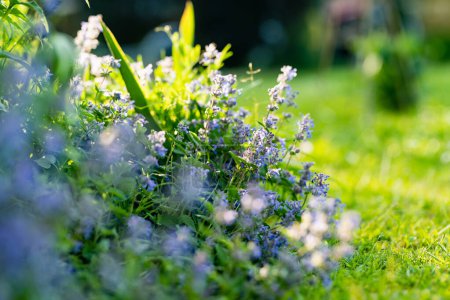 Fleurs d'herbe à chat (Nepeta cataria) fleurissant dans un jardin le jour ensoleillé de l'été. Beauté dans la nature.