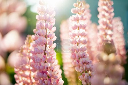 Photo for Beautiful pink lupins blossoming on flower bed on summer day. Bunch of lupines summer flower background. - Royalty Free Image
