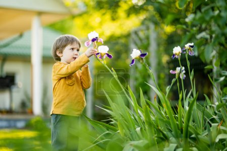 Photo for Cute little boy admiring colorful iris flowers blossoming on a flower bed in the park on sunny summer evening. Beauty in nature. - Royalty Free Image