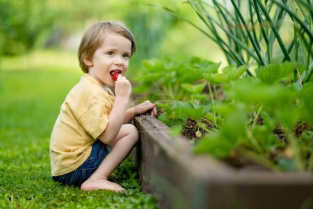 Téléchargez les photos : Mignon petit garçon mangeant des fraises biologiques fraîches le jour ensoleillé de l'été. Enfant s'amuser sur une ferme de fraises en plein air. - en image libre de droit