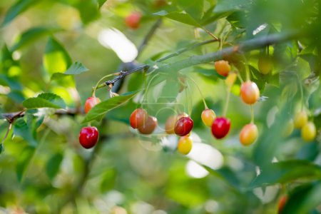 Photo for Ripening cherry fruits hanging on a cherry tree branch. Harvesting berries in cherry orchard on sunny summer rain. - Royalty Free Image