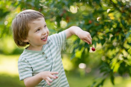 Téléchargez les photos : Petit garçon mignon mangeant des cerises biologiques fraîches fraîchement récoltées de l'arbre le jour ensoleillé de l'été. Enfant s'amuser sur un verger de cerisiers à l'extérieur. - en image libre de droit