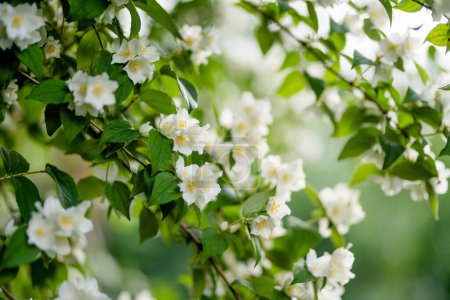Blooming jasmine shrub on summer day. Blossoming Jasmine flowers in spring garden. Beauty in nature.