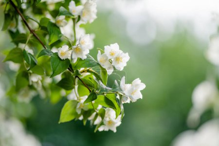 Blühender Jasminstrauch an einem Sommertag. Blühende Jasminblüten im Frühlingsgarten. Schönheit in der Natur.