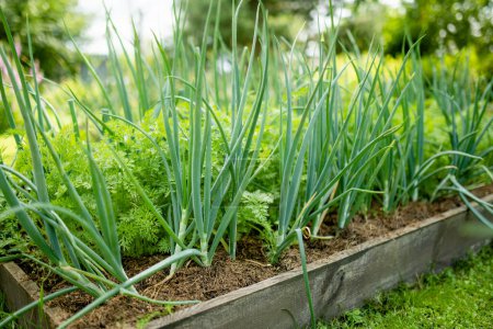Cultivando cebollas en temporada de verano. Cultivar hierbas y verduras propias en una granja. Jardinería y estilo de vida de autosuficiencia.