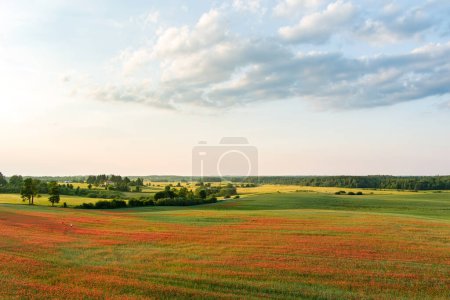 Atemberaubende Luftaufnahme blühender Mohnwiesen. Sommer ländliche Landschaft mit sanften Hügeln, geschwungenen Straßen und Bäumen in der Nähe von Vilnius, Litauen.