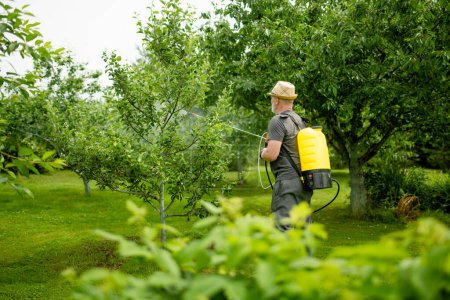 Jardinero de mediana edad con un rociador nebulizador rocía fungicida y pesticida en arbustos y árboles. Protección de las plantas cultivadas contra insectos e infecciones fúngicas. Tareas de verano.