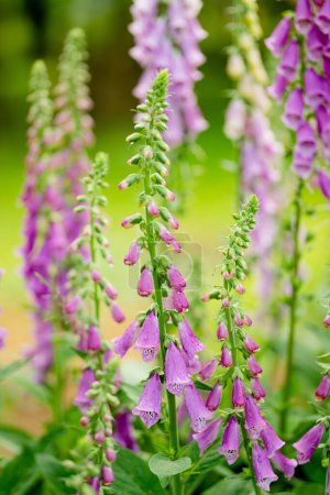 Hermosas flores de guante de zorro púrpura floreciendo en el jardín en el soleado día de verano. Digitalis purpurea floreciendo en un macizo de flores. Belleza en la naturaleza.