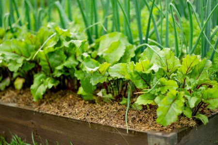 Young fresh beet leaves and green scallions. Beetroot plants and onions growing in a row in the garden. Growing own herbs and vegetables in a homestead. Gardening and lifestyle of self-sufficiency.