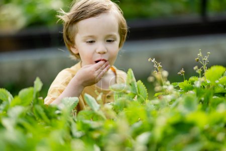 Téléchargez les photos : Mignon petit garçon mangeant des fraises biologiques fraîches le jour ensoleillé de l'été. Enfant s'amuser sur une ferme de fraises en plein air. - en image libre de droit