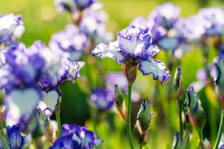 Photo for Colorful iris flowers blossoming on a flower bed in the park on sunny summer evening. Beauty in nature. - Royalty Free Image