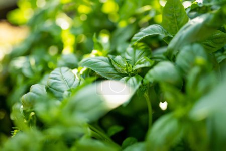 Cultivating basil in a greenhouse in summer season. Growing own herbs and vegetables in a homestead. Gardening and lifestyle of self-sufficiency.