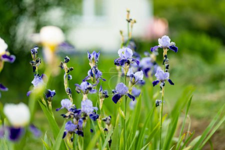 Foto de Coloridas flores de iris que florecen en un macizo de flores en el parque en la soleada noche de verano. Belleza en la naturaleza. - Imagen libre de derechos