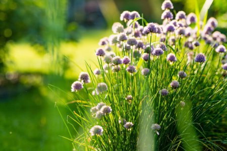Close up of beautiful purple chives flowers blossoming in a garden. Blooming garlic flowers in soft evening light. Beauty in nature.