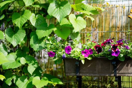 Téléchargez les photos : Belles fleurs de pétunia violet fleurissant dans des pots de fleurs dans une arrière-cour. Beauté dans la nature. - en image libre de droit