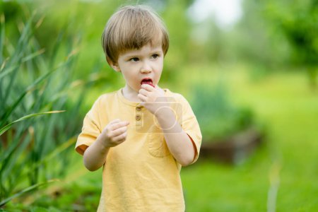 Photo for Cute little boy eating fresh organic strawberries on sunny summer day. Kid having fun on a strawberry farm outdoors. - Royalty Free Image