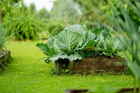 Téléchargez les photos : Tête de chou biologique frais poussant dans le jardin. Cultiver ses propres fruits et légumes dans une ferme. Jardinage et mode de vie d'autosuffisance. - en image libre de droit