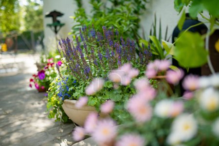 Téléchargez les photos : Salvia officinalis, sauge commune ou sauge, un sous-arbuste vivace et sempervirent qui fleurit dans le jardin. Beauté dans la nature. - en image libre de droit