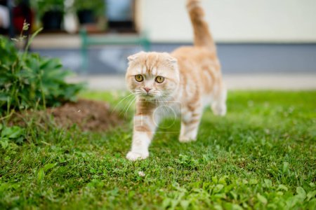 Téléchargez les photos : Jeune chat écossais rouge ludique se détendre dans la cour arrière. Superbe chat pêche rayé aux yeux jaunes s'amusant à l'extérieur dans un jardin ou une arrière-cour. Animaux de compagnie famille à la maison. - en image libre de droit