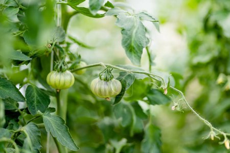 La maduración de plantas de tomates frescos orgánicos en un arbusto. Cultivar frutas y verduras propias en una granja. Jardinería y estilo de vida de autosuficiencia.