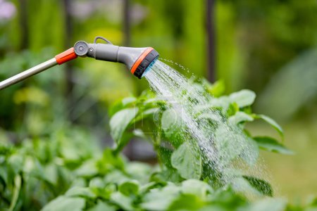 Photo for Close-up of hose nozzle watering vegetables in a greenhouse on sunny summer day. Growing own herbs and vegetables in a homestead. Gardening and lifestyle of self-sufficiency. - Royalty Free Image