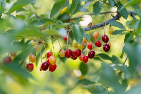 Téléchargez les photos : Mûrissement de cerisiers suspendus à une branche de cerisier. Récolte de baies dans un verger de cerisiers sous une pluie estivale ensoleillée. - en image libre de droit