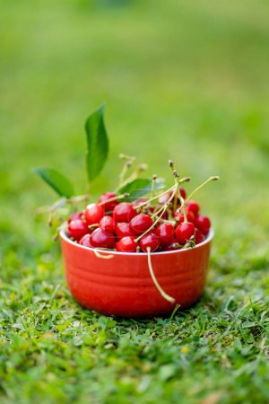 Reife rote Kirschen mit grünen Stielen in roter Schale auf grünem Gras. Ernte von frischen Beeren und Früchten im Sommer.