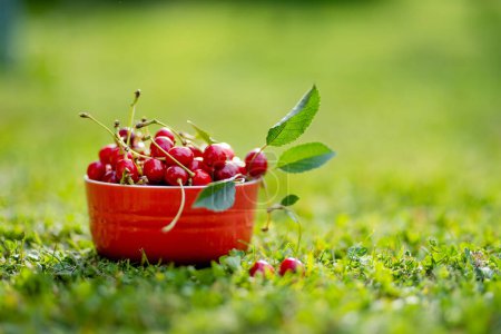 Photo for Ripe red cherries with green stems in red bowl on green grass. Harvesting fresh berries and fruits in summer. - Royalty Free Image
