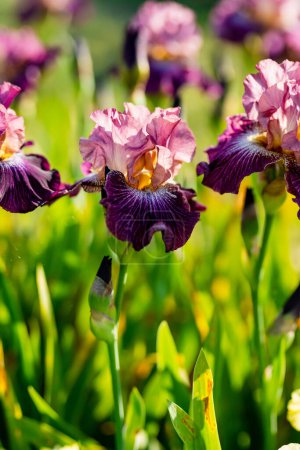 Photo for Colorful iris flowers blossoming on a flower bed in the park on sunny summer evening. Beauty in nature. - Royalty Free Image