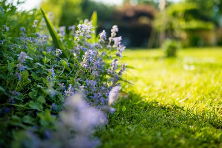 Téléchargez les photos : Fleurs d'herbe à chat (Nepeta cataria) fleurissant dans un jardin le jour ensoleillé de l'été. Beauté dans la nature. - en image libre de droit