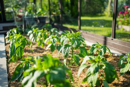 Cultivar pimientos en un invernadero en el día de verano. Cultivar frutas y verduras propias en una granja. Jardinería y estilo de vida de autosuficiencia.