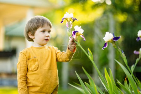 Photo for Cute little boy admiring colorful iris flowers blossoming on a flower bed in the park on sunny summer evening. Beauty in nature. - Royalty Free Image